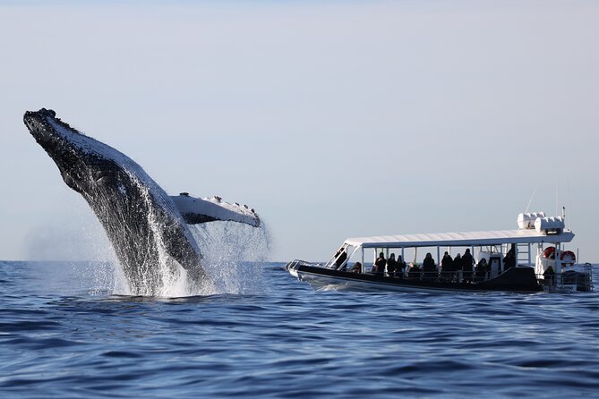 Whale Watching on Speed Boat with canopy from Sydney Harbour - The Opera House from the water