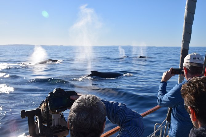 Whale Watching Sailing Experience in Sydney - Key points to know before booking
