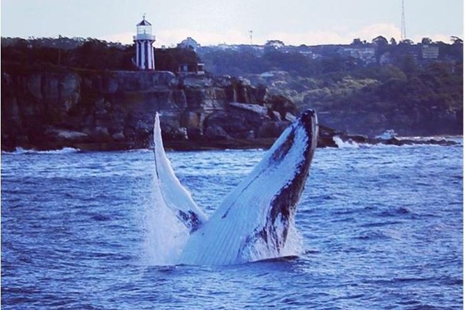 Whale Watching Sailing Experience in Sydney - From Rose Bay to Sydney Harbour