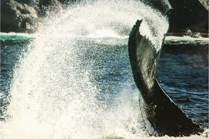 Whale Watching Sailing Experience in Sydney - Why the boat size changes the day