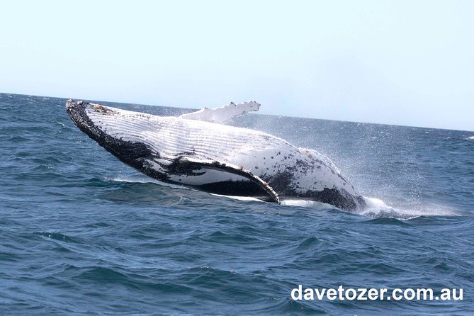 Whale Watching Sailing Experience in Sydney - Sailing when the wind allows