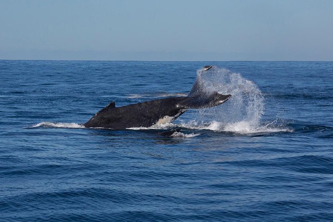 Whale Watching Sailing Experience in Sydney - Seasickness, clothing, and family comfort