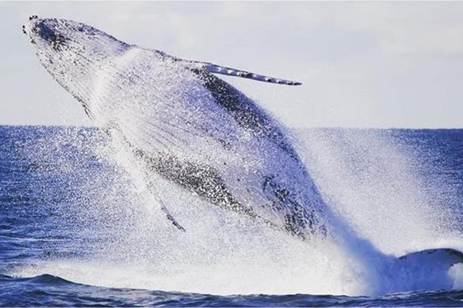 Whale Watching Sailing Experience in Sydney - What whale sightings can really be like