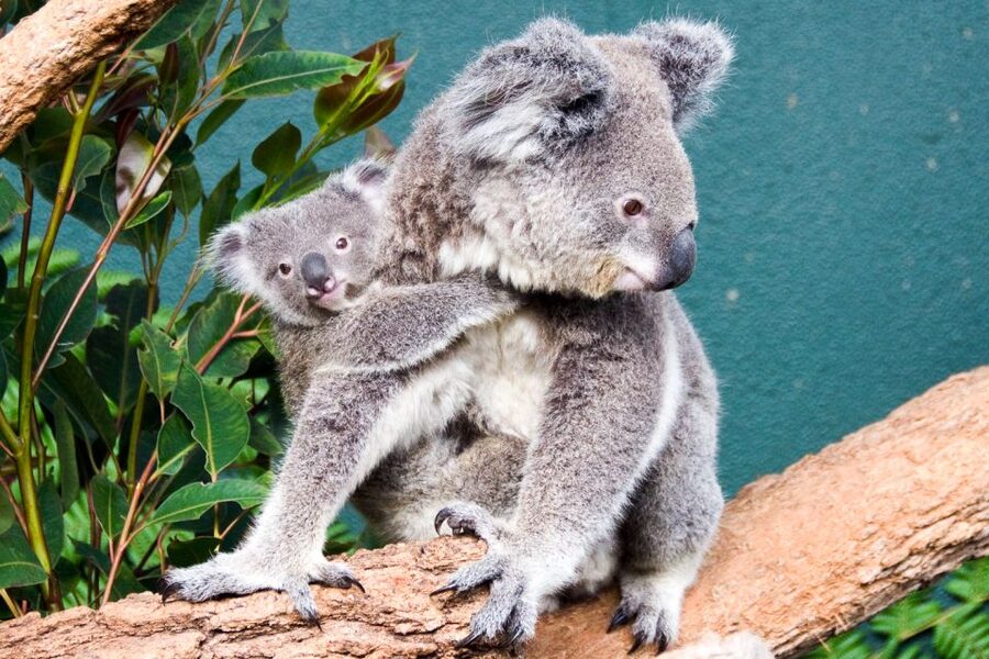 WILD LIFE Sydney Zoo - Is the $27 admission good value?
