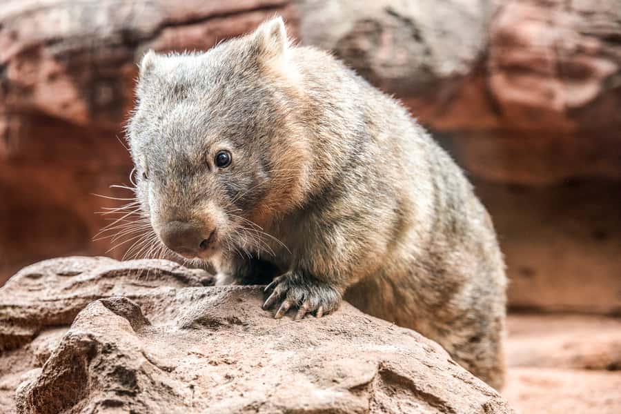 WILD LIFE Sydney Zoo - Wombats, echidnas, and Australia’s less famous stars
