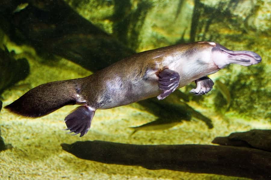WILD LIFE Sydney Zoo - From Daintree Rainforest to Kakadu Gorge