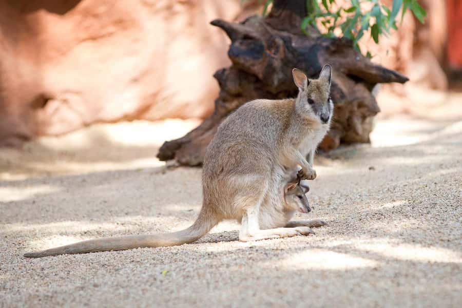 WILD LIFE Sydney Zoo - Butterflies, snakes, and close animal viewing