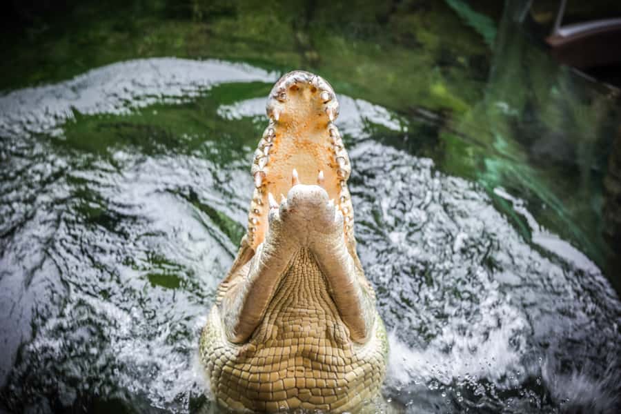 WILD LIFE Sydney Zoo - Keeper talks and the value of a self-guided visit
