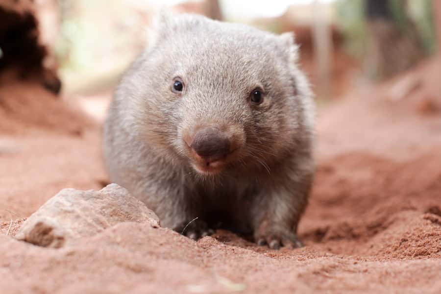 WILD LIFE Sydney Zoo - How much time should you allow?