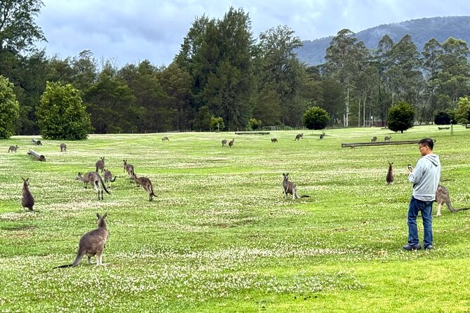 WILD Wombat and Kangaroo Day Tour, All Inclusive - Carrington Falls offers a short forest walk