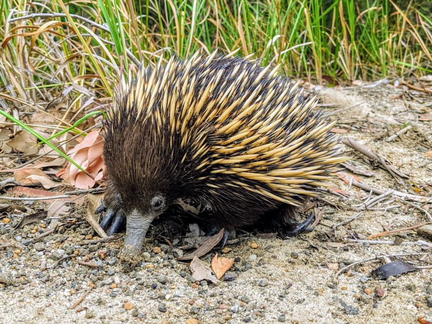 WILD Wombats and Kangaroo Experience, All Inclusive, Sydney - Dinner at the historic pub