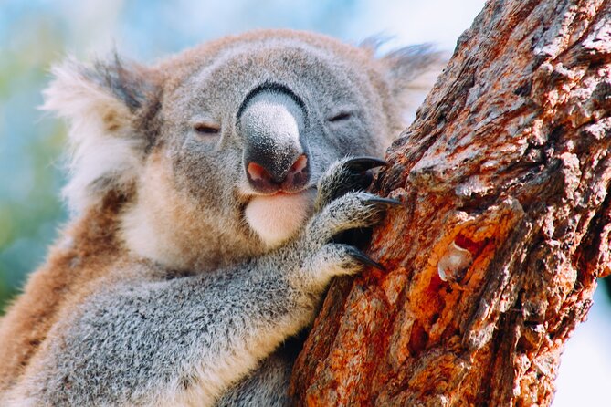Wildlife, Waterfalls and Wine Day Tour from Sydney - What this Sydney day trip actually covers