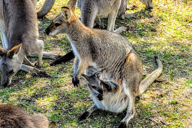 Wildlife, Waterfalls and Wine Day Tour from Sydney - Fitzroy Falls in Morton National Park